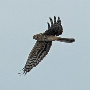 Montagu's Harrier 2 - Circus pygargus © John Muddeman